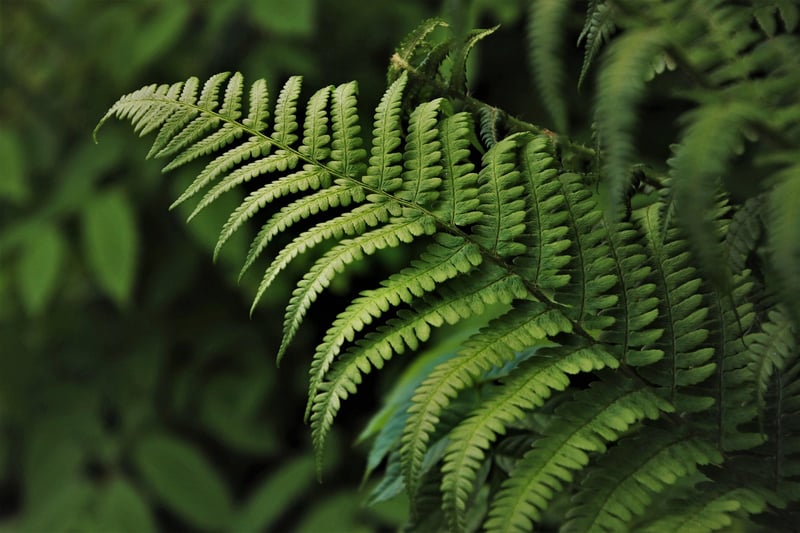 Botanical Prints